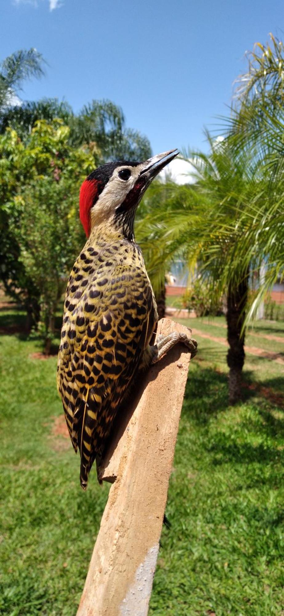 Pousada Estancia Mineira Guapé Zewnętrze zdjęcie